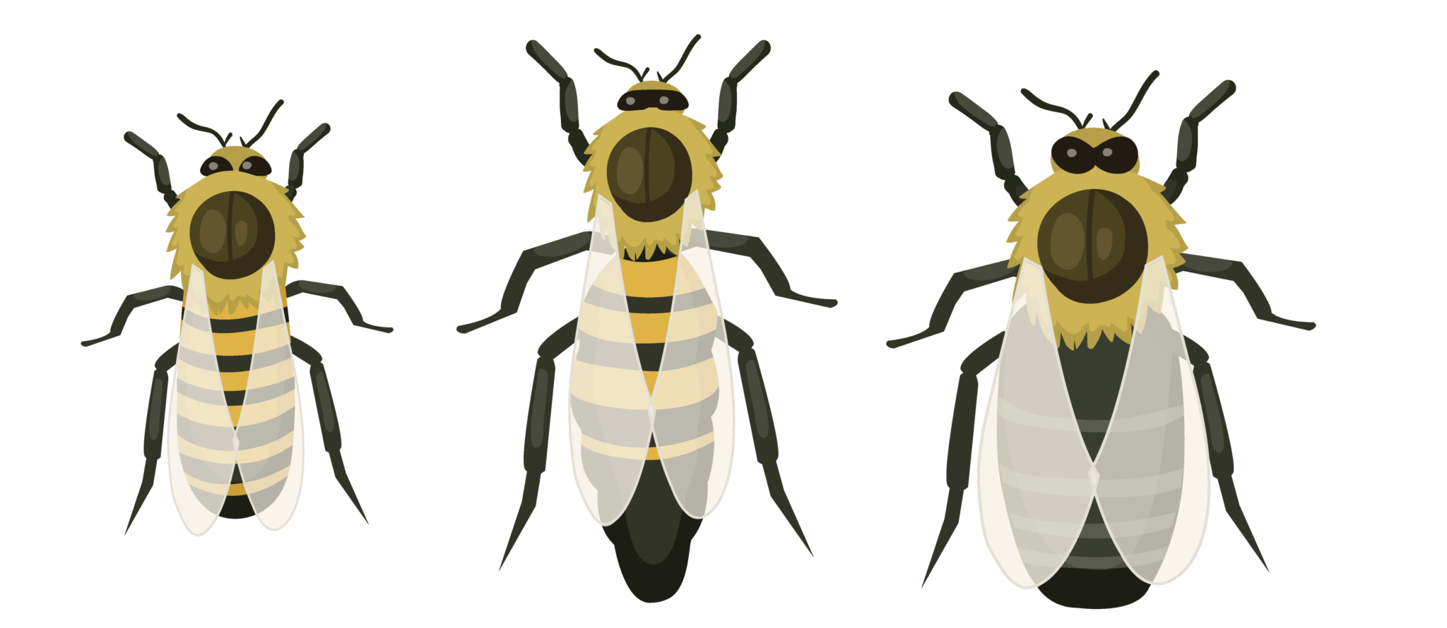 Protejamos la Primavera: Flores, Abejas y Miel - Pequeños Héroes