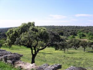  Cuenca Alta del Manzanares