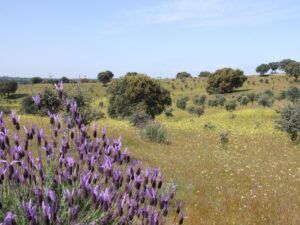Curso Medio del Río Guadarrama
